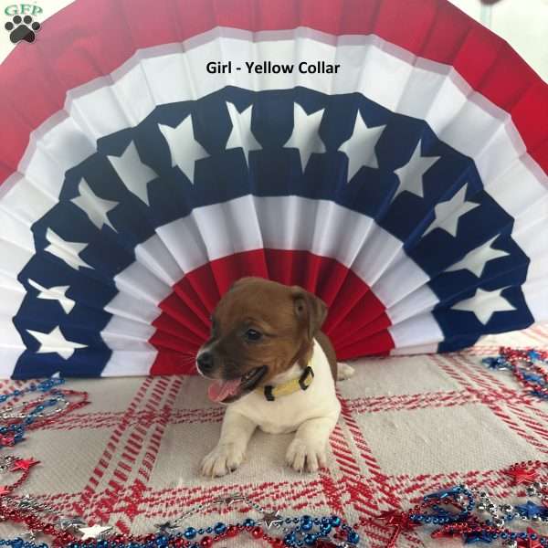 Yellow, Jack Russell Terrier Puppy